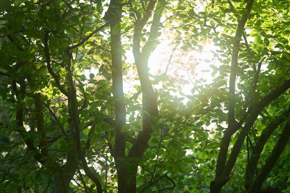 Koishikawa Botanical Garden